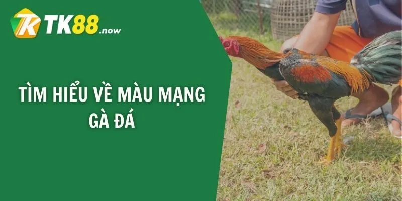 Tìm hiểu về màu mạng gà đá